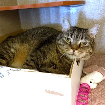 WEATHERS - Domestic Shorthair / Mix available for adoption