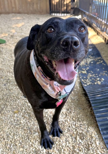 MISS BEA - Labrador Retriever / Mix available for adoption