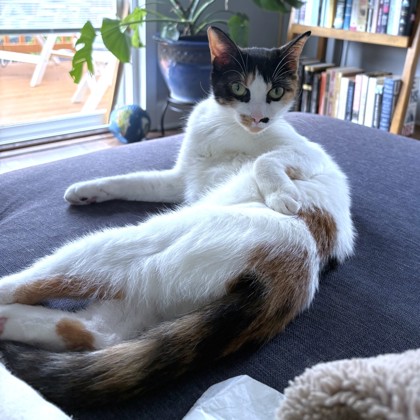 SKY - Domestic Shorthair / Mix available for adoption