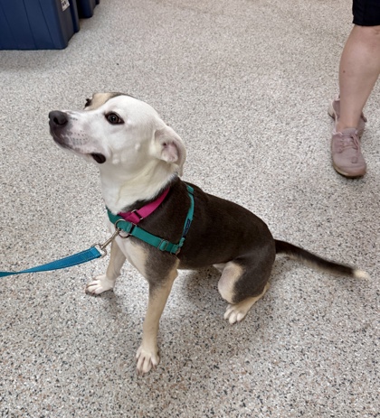 KIM POSSIBLE - Mixed Breed, Medium (up to 44 lbs fully grown) / Mix available for adoption