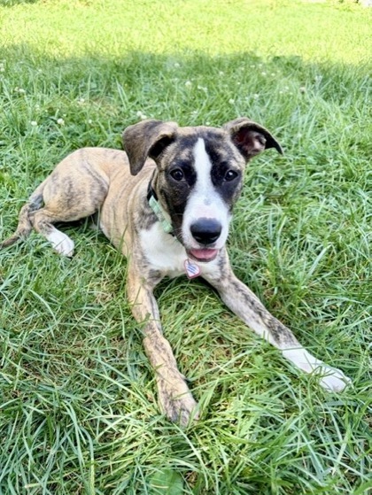 BONSAI - Pit Bull Terrier / Mix available for adoption
