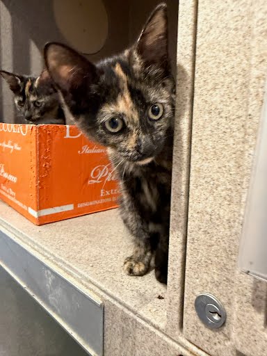 BROWN SUGAR - Domestic Shorthair / Mix available for adoption