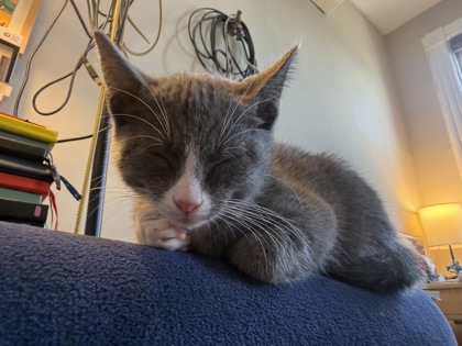 GRAYSON - Domestic Shorthair / Mix available for adoption