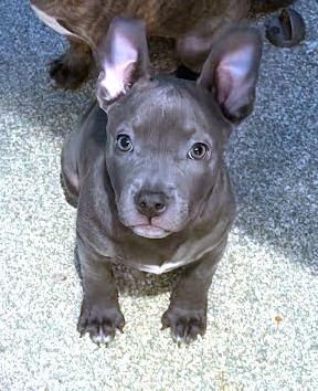 CIABATTA - Pit Bull Terrier / Mix available for adoption