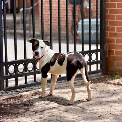 KOSMA - American Pit Bull Terrier / Mix available for adoption