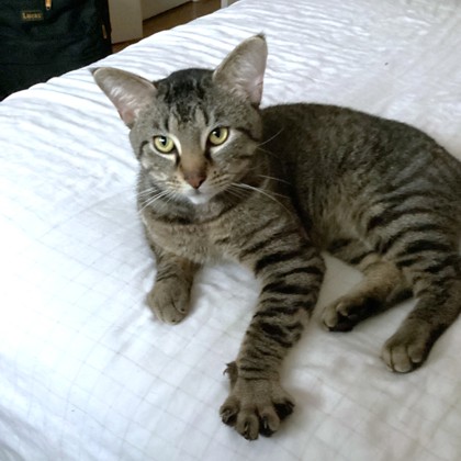 JUAN - Domestic Shorthair / Mix available for adoption