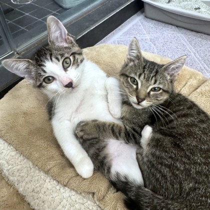 FOXY - Domestic Shorthair / Mix available for adoption