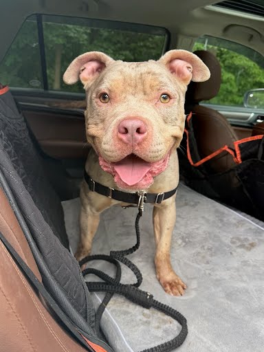 GLOW - Pit Bull Terrier / Mix available for adoption