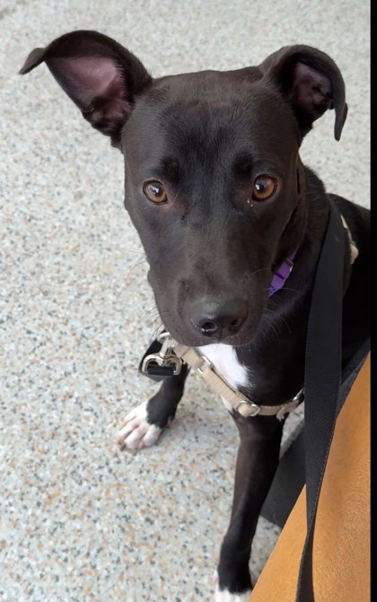CHA CHA SHAKES - Pit Bull Terrier / Mix available for adoption