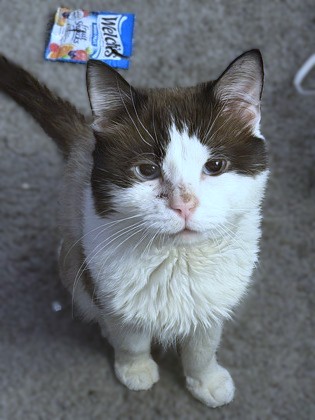 FENDI - Domestic Shorthair / Mix available for adoption
