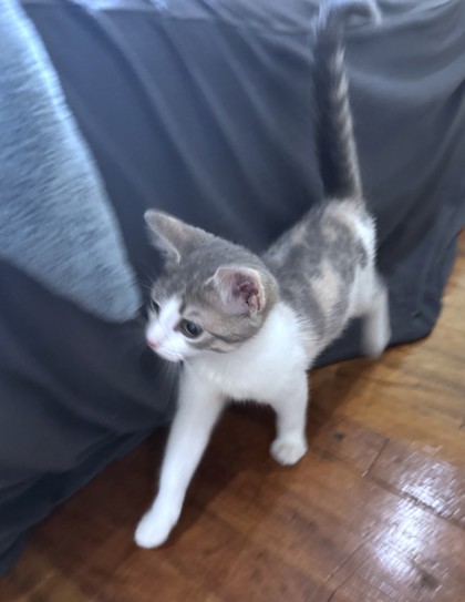 CHANCE - Domestic Shorthair / Mix available for adoption