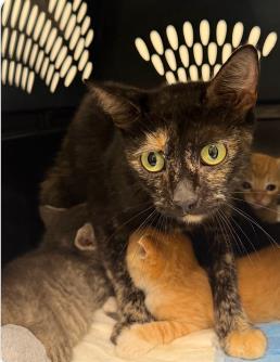 TARA - Domestic Shorthair / Mix available for adoption