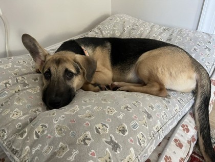 BAYLOR - Shepherd / Basset Hound available for adoption