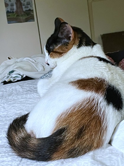 SKY - Domestic Shorthair / Mix available for adoption