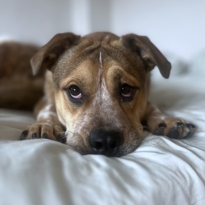 BIGGIE - Bulldog / Mix available for adoption