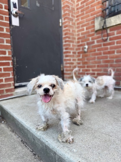 SGT. PEPPER - Shih Tzu available for adoption