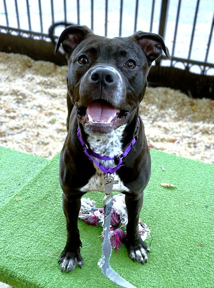 YAPPY GILMORE - Pit Bull Terrier / Mix available for adoption