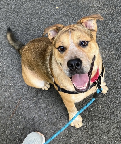 BIGGIE - Bulldog / Mix available for adoption