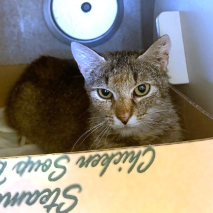 NUTMEG - Domestic Shorthair / Mix available for adoption