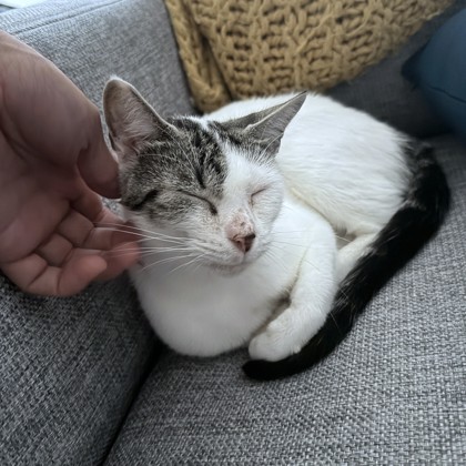 CAMMI - Domestic Shorthair / Mix available for adoption
