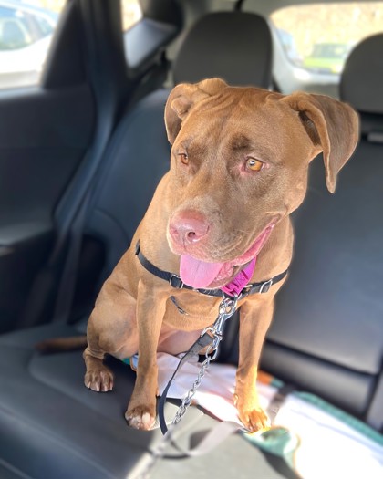 PRIYA - Pit Bull Terrier / Mix available for adoption