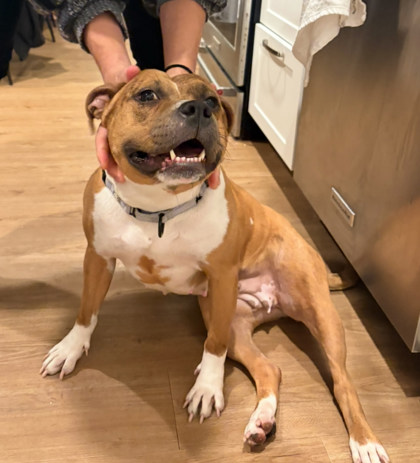 TATER TOT - Mixed Breed, Medium (up to 44 lbs fully grown) available for adoption