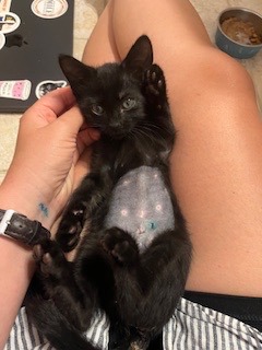 AGATHA - Domestic Shorthair / Mix available for adoption