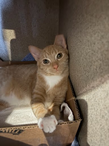 BAKER - Domestic Shorthair / Mix available for adoption