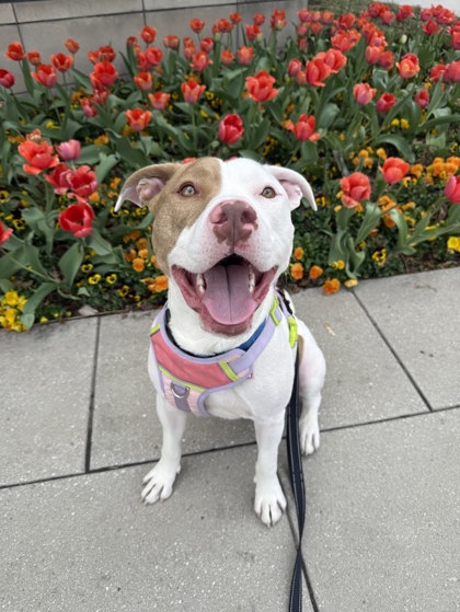 FERB - Terrier / Mix available for adoption