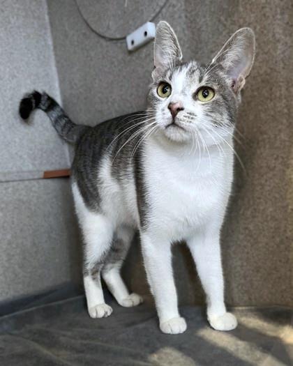 SANDY CHEEKS - Domestic Shorthair / Mix available for adoption
