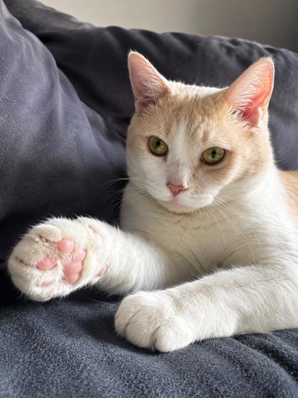 RONIN - Domestic Shorthair / Mix available for adoption