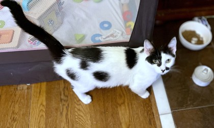 UNIQUA - Domestic Shorthair / Mix available for adoption