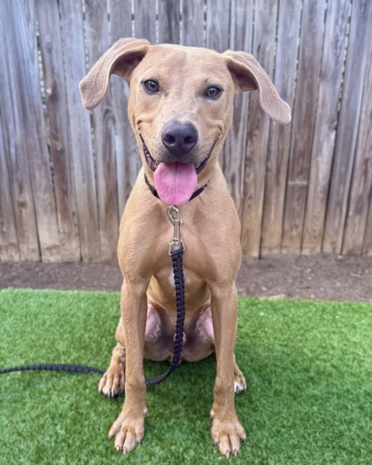 ANGELO - Mixed Breed, Medium (up to 44 lbs fully grown) / Mix available for adoption