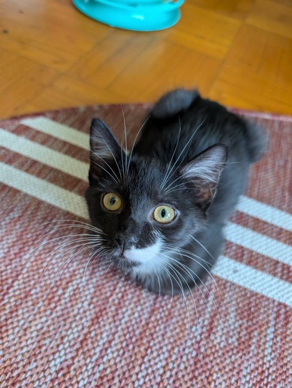 JEREMY - Domestic Medium Hair / Mix available for adoption
