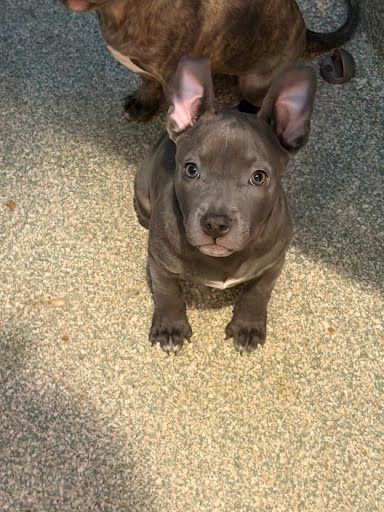 CIABATTA - Pit Bull Terrier / Mix available for adoption