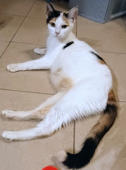 MOMMA B - Domestic Shorthair / Mix available for adoption