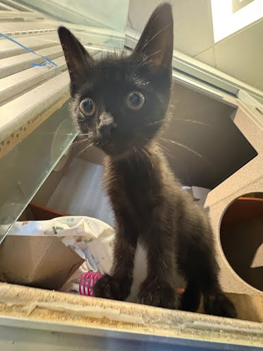 BINX - Domestic Shorthair / Mix available for adoption