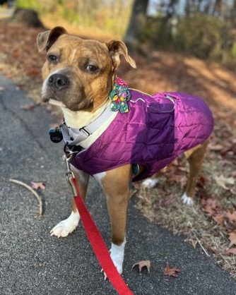 TATER TOT - Mixed Breed, Medium (up to 44 lbs fully grown) available for adoption