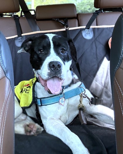 BELLINGHAM - Pit Bull Terrier / Mix available for adoption