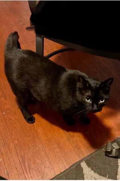 MIDNIGHT - Domestic Shorthair / Mix available for adoption