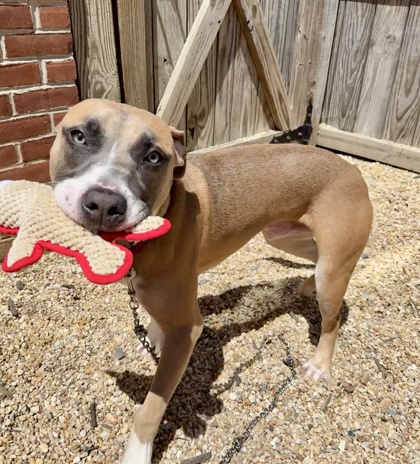 KLINGER - Mixed Breed, Medium (up to 44 lbs fully grown) / Mix available for adoption