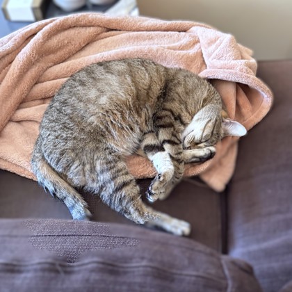 KEITH - Domestic Shorthair / Mix available for adoption