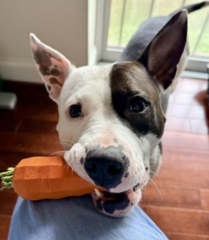 ANGELICA - Mixed Breed, Medium (up to 44 lbs fully grown) / Mix available for adoption