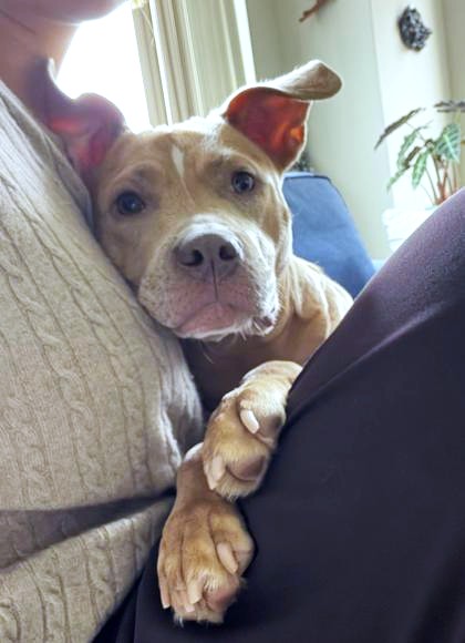 ALEXANDRIA - Mixed Breed, Medium (up to 44 lbs fully grown) / Mix available for adoption