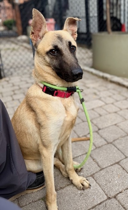 CHLOE - Shepherd / Mix available for adoption