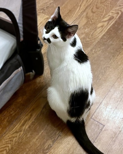 UNIQUA - Domestic Shorthair / Mix available for adoption