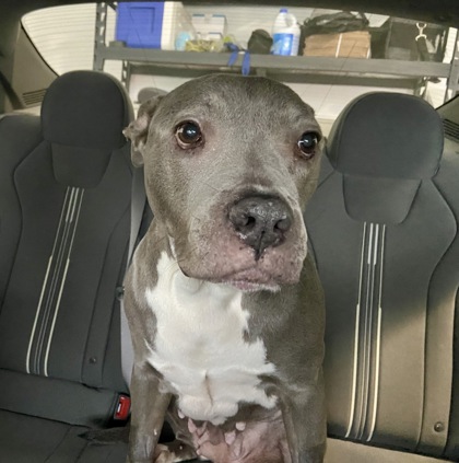BOOGIE - Mixed Breed, Medium (up to 44 lbs fully grown) / Mix available for adoption