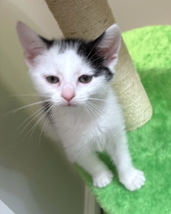 MAGGIE - Domestic Shorthair / Mix available for adoption