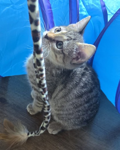 GARY THE GADGET GUY - Domestic Shorthair / Mix available for adoption