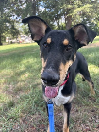 BAXTER - Shepherd / Mix available for adoption